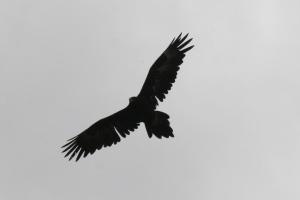 wedge-tailedEagleBE