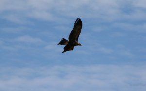 24_web20|watermark_530xheight_flying-wedge-tailed-eagle-1680x1050