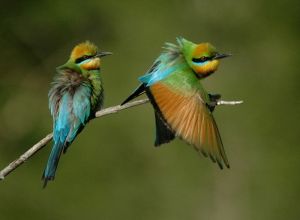 800px-Rainbow_Bee-eaters_Juffs