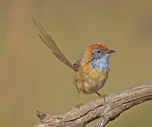 malleeemuwren