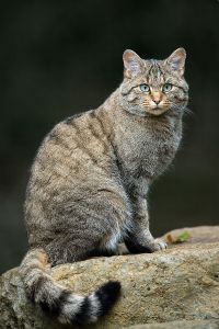 Felis_silvestris_silvestris_Luc_Viatour