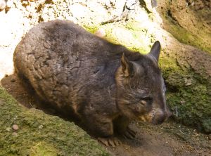 Southern_Hairy-nosed_Wombat