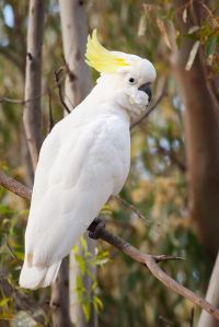 800px-Sulphur_Crested_Cockatoo_Nov10