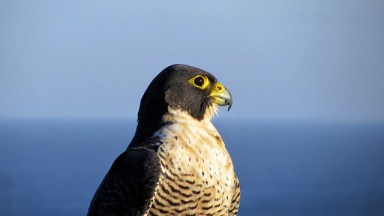 Peregrine_falcon_(Australia)