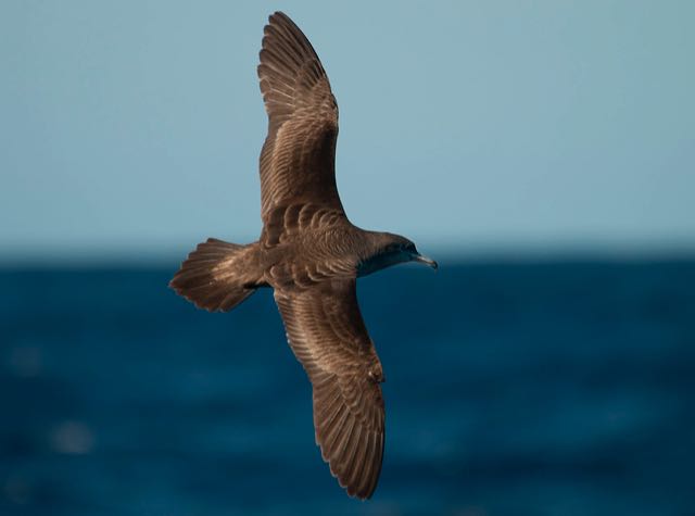 Wedge-tailed_Shearwater_20120411_pelagic_off_Cascade_Pier_Norfolk_I_01.jpg