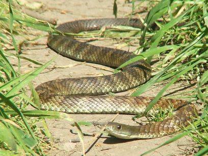1280px-Eastern_Tiger_Snake