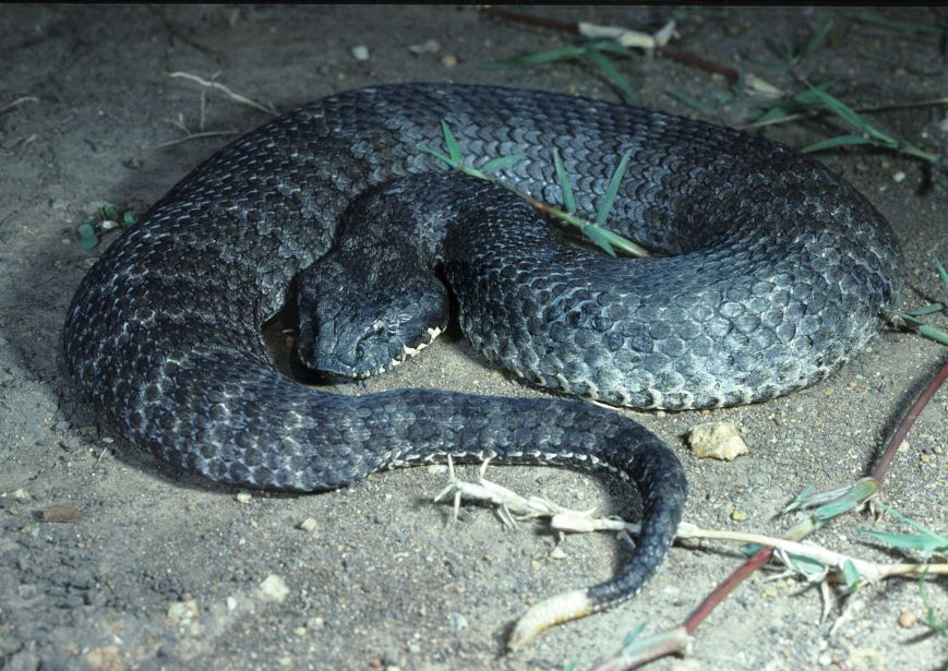 CSIRO_ScienceImage_3990_Death_Adder.jpg
