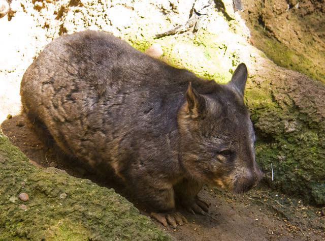 Southern_Hairy-nosed_Wombat.jpg