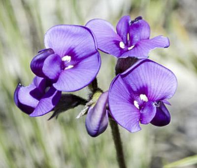 swainsona_sericea2_nr_cooma_fagg