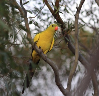 RegentParrot_Hattah_Nov11_MG_8189-580x558