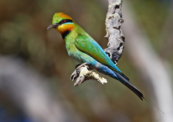 Rainbow-Bee-eater-ct580-580x408