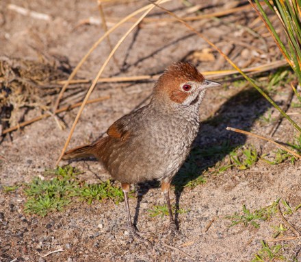 Rufous_Bristlebird_(Dasyornis_broadbenti)_(8079652394).jpg