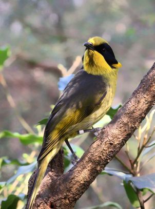 Captively_bred_Helmeted_Honeyeater_at_the_Healesville_Sanctuary_in_Healesville,_Victoria,_Australia