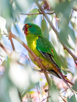 Swift_Parrot