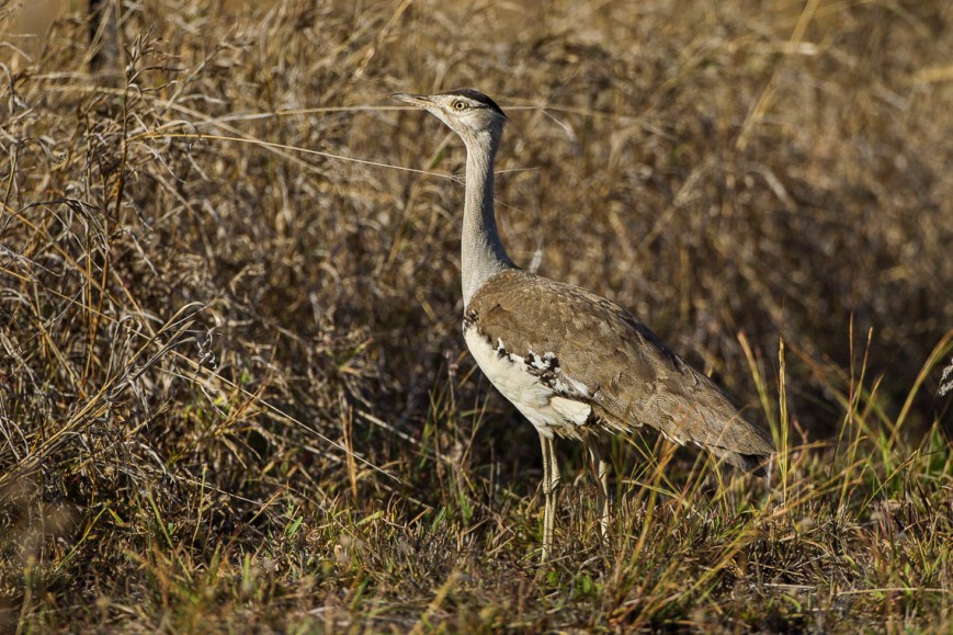 Australian_Bustard_-_Kingfisher_Park_-_Queensland.jpg