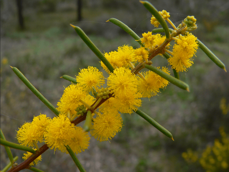 Screen Shot 2019-08-06 at 8.48.47 pm.png